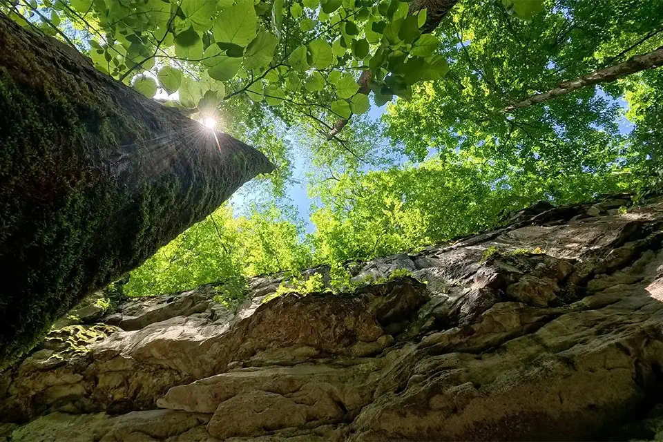 A view looking directly up at a tree canopy from ground level.